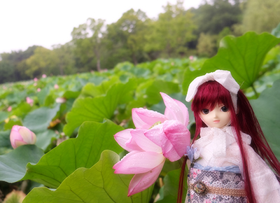 雨に咲く蓮